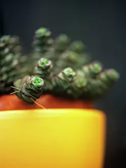 Houseplant: Succulent
