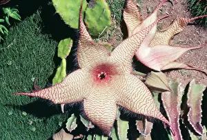 Nobilis: Succulent Carrion FLower