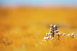 Michele Menegon: Succulent Plant - and orange lichens