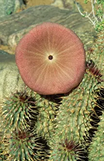 Succulents: Succulent plant of the southern pre-Namib - in blossom