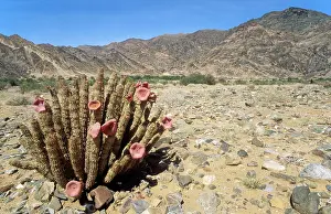 Succulents: Succulent plant of the southern pre-Namib - in blossom