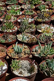 Nursery: Succulent plants for sale in the world's largest