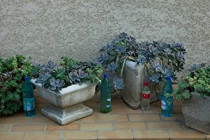 Hotpots: Succulents and bottled water Cucugnan Aude France