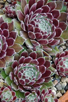 Container: Succulents in a Pacific Northwest garden. Bremerton, Washing