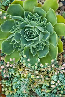 Container: Succulents in a Pacific Northwest garden. Bremerton