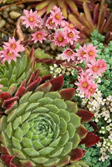 Container: Succulents in a Pacific Northwest garden. Bremerton