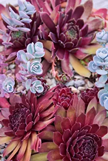 Container: Succulents in a Pacific Northwest garden. Bremerton