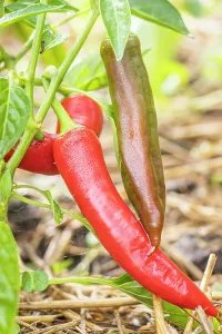Cycle: Sucette de Provence pepper, Capsicum Annuum Sucette