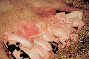 Sows: Suckling pigs