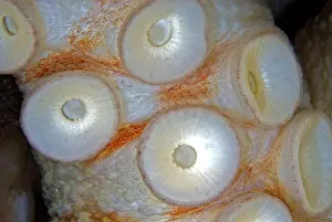 Octopoda: Suction cup details. Common Octopus (Octopus vulgaris)
