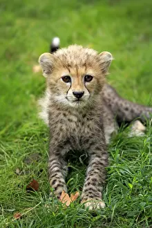 Relaxing: Sudan Cheetah (Acinonyx jubatus soemmeringii), young, ten