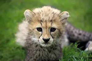 Week: Sudan Cheetah (Acinonyx jubatus soemmeringii), young, ten