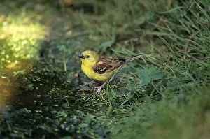 Cagebird: Sudan Golden Sparrow