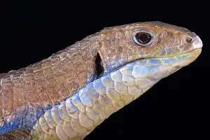Sudan: The Sudan plated lizard (Gerrhosaurus major) is