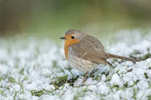 Waiting: Sudden onset of winter... Robin (Erithacus rubecula) sits