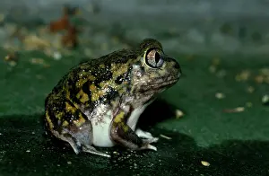 Neobatrachus: SudellIs frog - a burrowing frog of about 35-40 mm