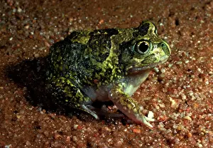 Neobatrachus: SudellIs / Miaowing frog