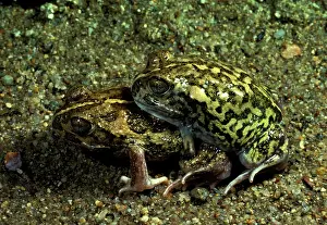 Neobatrachus: SudellIs / Miaowing frog - in amplexus