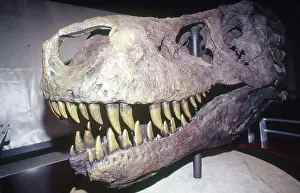 Dakota: Sue the Tyrannosaurus Rex
