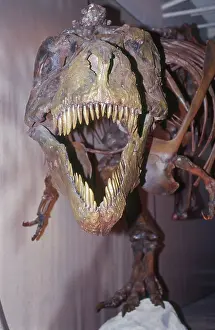 Dakota: Sue the Tyrannosaurus Rex