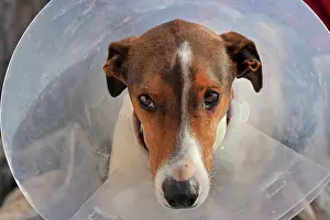 Accident: Suffering dog with neck collar, injured dog with