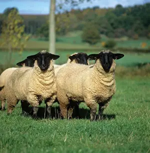 Meat: Suffolk ewe lambs