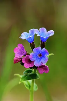 Obscura: Suffolk lungwort / Unspotted lungwort flowering wild plant