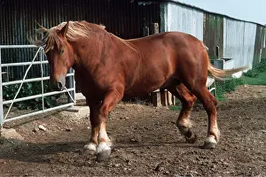 Heavy: SUFFOLK PUNCH HORSE - in farmyard