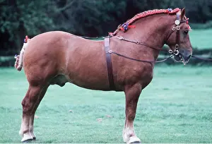 Heavy: SUFFOLK PUNCH HORSE - in harness