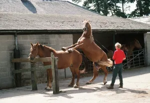 Penis: Suffolk Punch Horse - mating