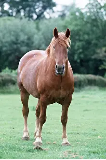 Heavy: SUFFOLK PUNCH HORSE - standing in field