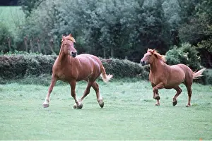 Heavy: SUFFOLK PUNCH HORSES - running