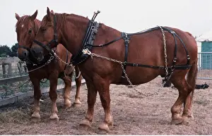 Heavy: SUFFOLK PUNCH HORSES - x two, standing