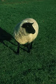 Ammon: Suffolk Sheep