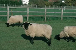Ammon: Suffolk Sheep