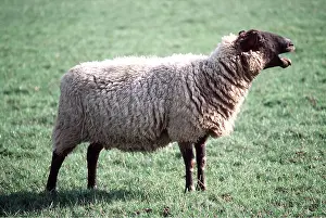 Bleating: SUFFOLK SHEEP - BLEATING