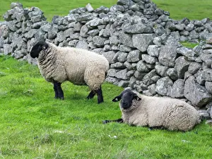 Wool: Suffolk Sheep, Shetland Islands. Shetland