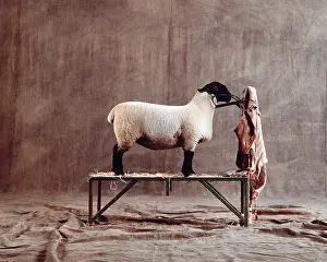 Show: SUFFOLK SHEEP ON STAND