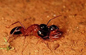 Camponotus: A sugar ant - carrying a live sister ant in phenomenon