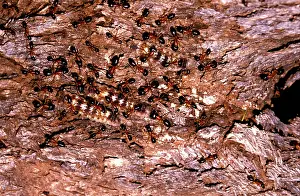Tending: Sugar ants - accompanying larvae of lycaenid butterfly