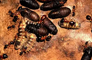 Sugar ants - "guardingI larvae and pupae of the