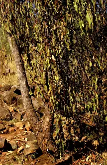 Camponotus: Sugar ants - site of nest below tree bearing mistletoe