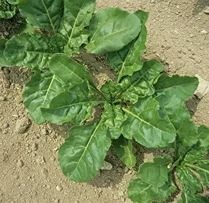Beet: Sugar Beet (Beta vulgaris)