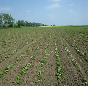 Beet: Sugar Beet (Beta vulgaris) crop