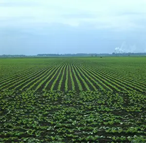 Beet: Sugar Beet (Beta vulgaris) crop, England