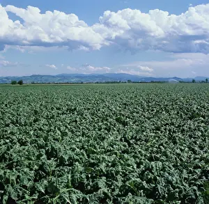Beet: Sugar Beet (Beta vulgaris) crop, Italy