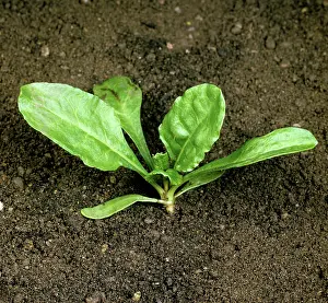 Beet: Sugar Beet (Beta vulgaris) seedling