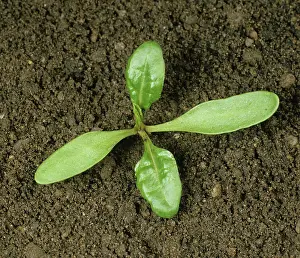 Beet: Sugar Beet (Beta vulgaris) seedling