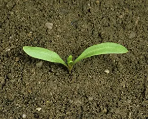 Beet: Sugar Beet (Beta vulgaris) seedling