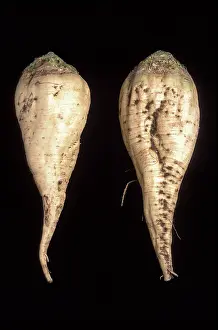Beet: Sugar Beet Breeding